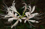 Magic lily <BR>Red spider lily